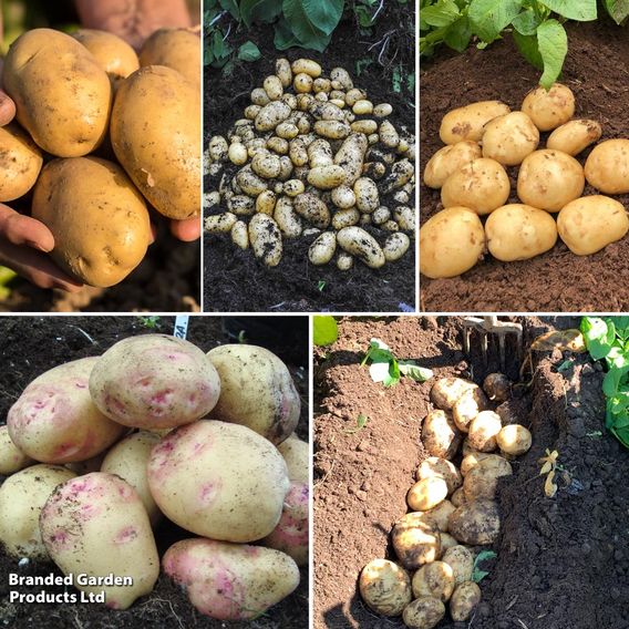 Potato Blight Tolerant Collection