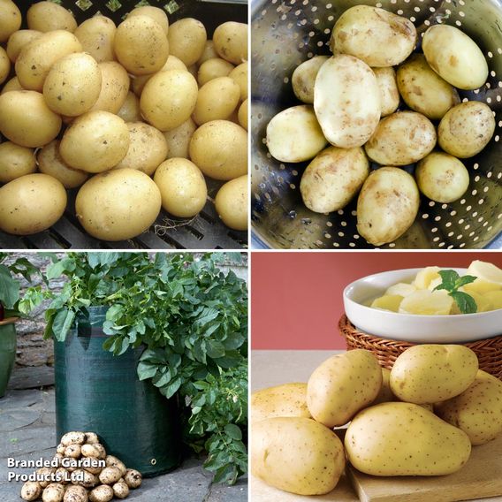 Potato Bargain Patio Growing Kit