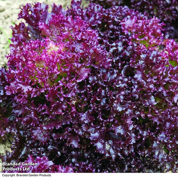 Lettuce 'Lollo Rosso' (Loose-Leaf, Organic) - Seeds