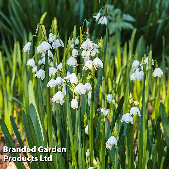 Leucojum aestivum