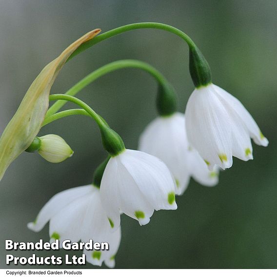 Leucojum aestivum