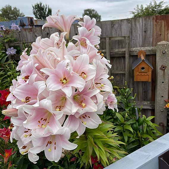 Lily longiflorum 'Cali'