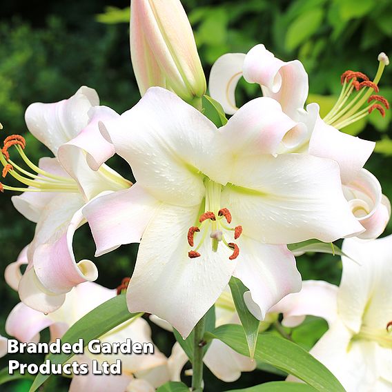 Lily 'Giant Flowered Collection'