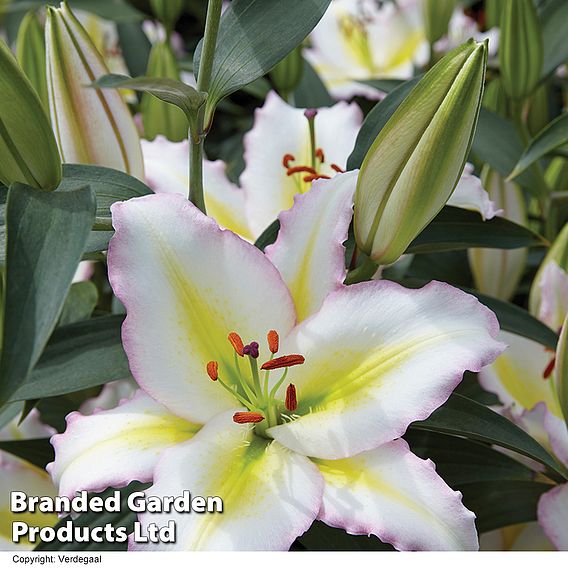 Lily 'Giant Flowered Collection'