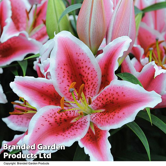 Lily 'Giant Flowered Collection'