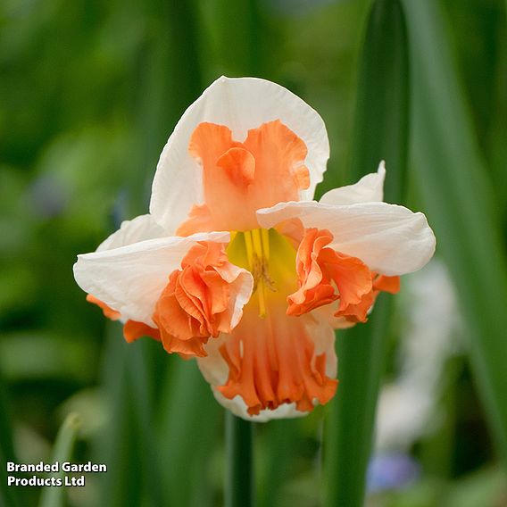 Narcissus 'Rainbow Butterflies' Mixed