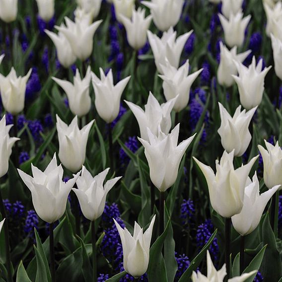 Tulip 'White' and Muscari 'Blue' Mix