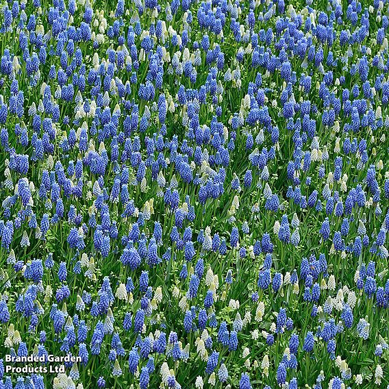 Muscari Blue & White Mix