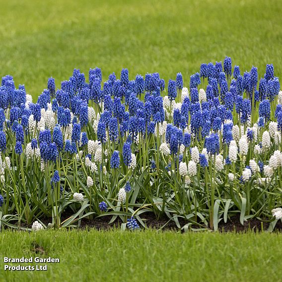 Muscari Blue & White Mix