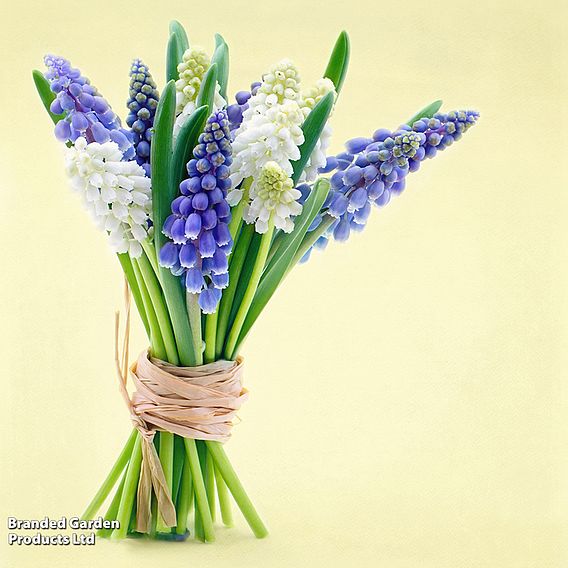 Muscari Blue & White Mix