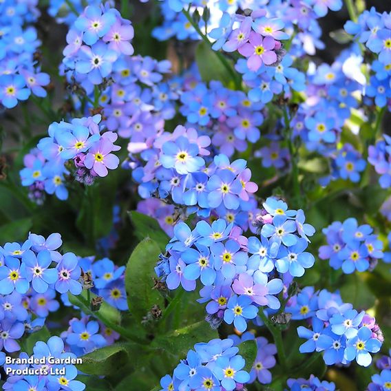 Myosotis sylvatica 'Blue Ball'