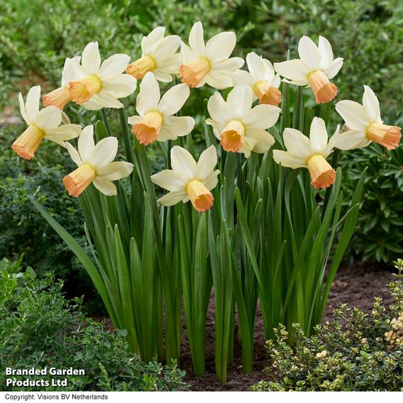 Narcissus 'Carice'