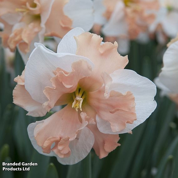 Narcissus 'Casanova'