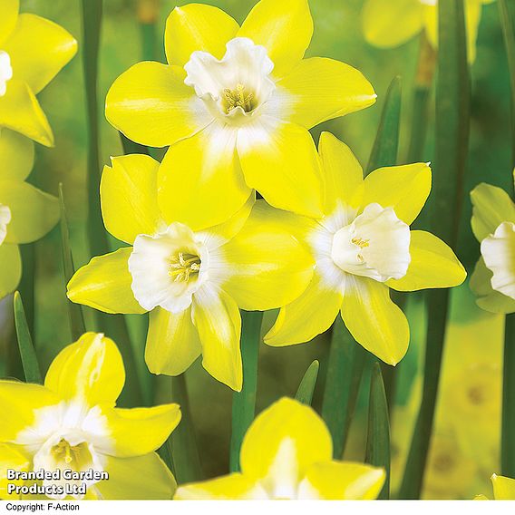 Narcissus 'Pipit'