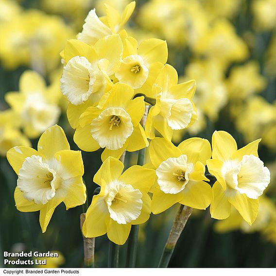 Narcissus 'Pipit'