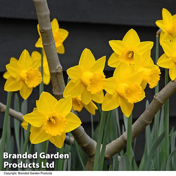 Narcissus 'Golden King Alfred'