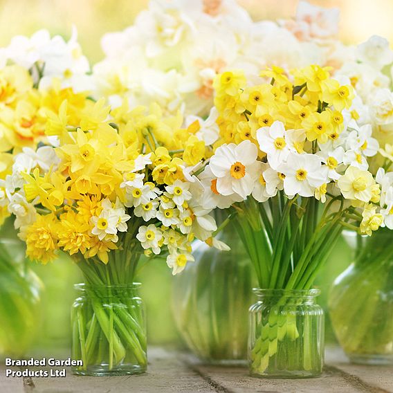 Narcissus 'Miniature Mixed'