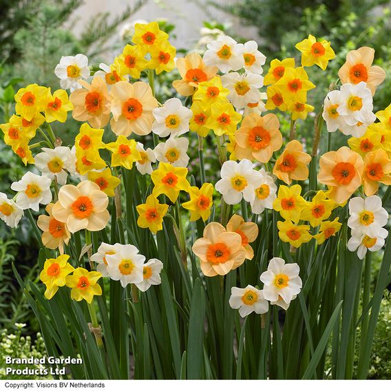 Narcissus Super Scented Jonquilla Mix