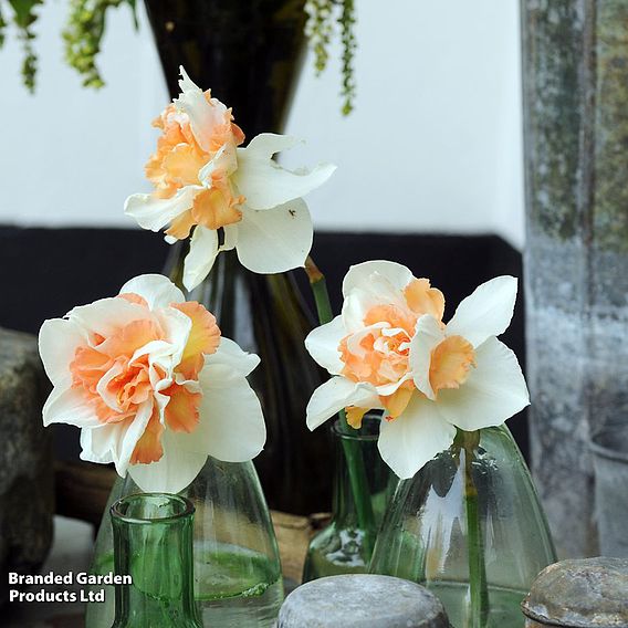 Narcissus 'Replete Improved'