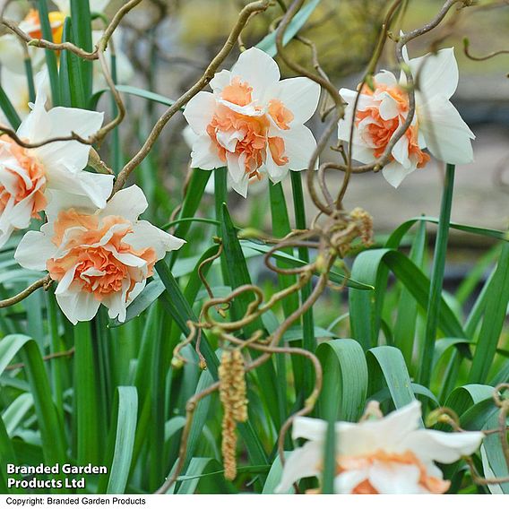 Narcissus 'Replete Improved'