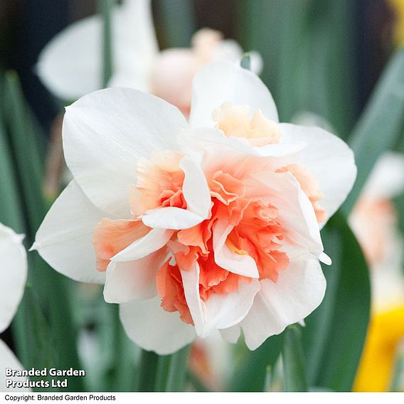 Narcissus 'Replete Improved'