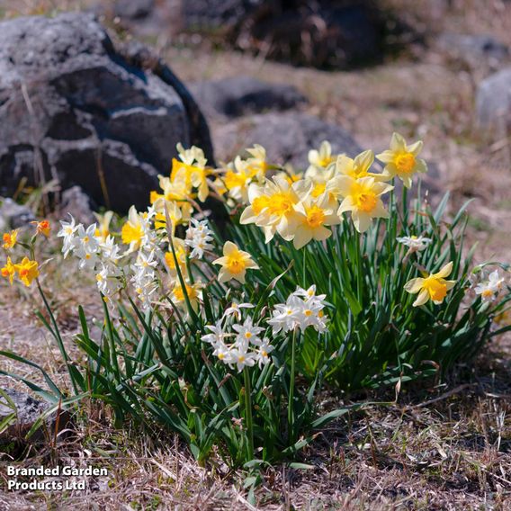 Daffodil Rockgarden Mix