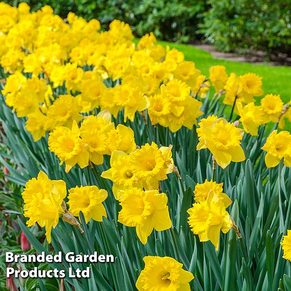 Narcissus 'Cornish Rosemoor Gold'