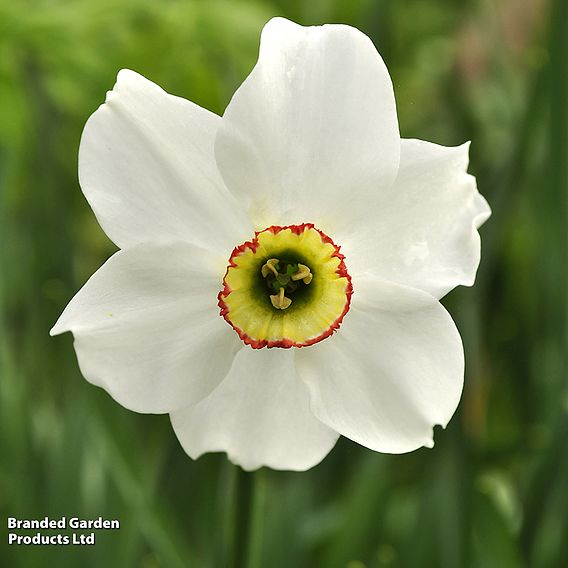 Narcissus 'Sagana'