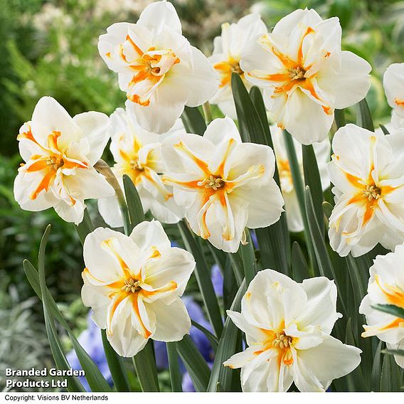 Narcissus 'Trepolo'