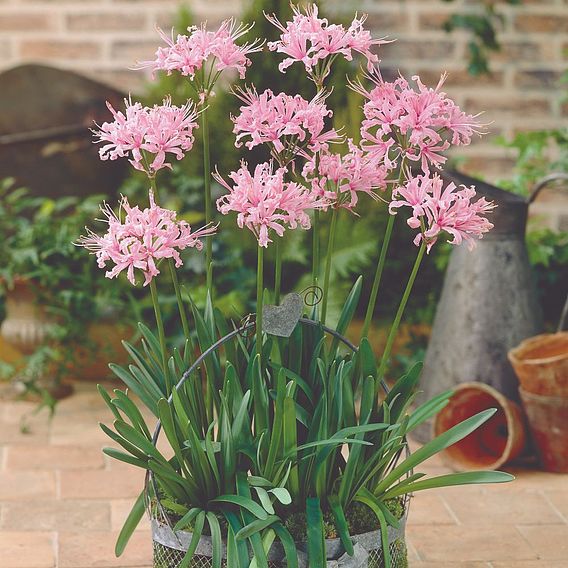 Nerine bowdenii 'Pink'