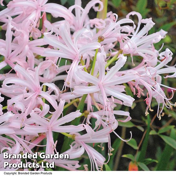 Nerine bowdenii 'Stefani'