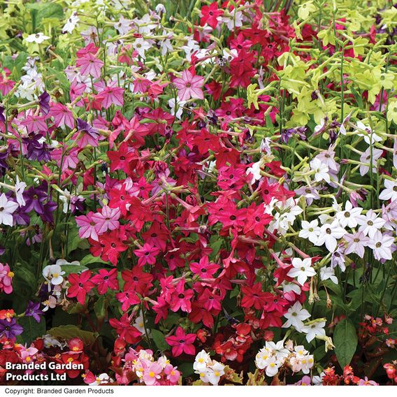 Nicotiana Mixed - Seeds (Organic)