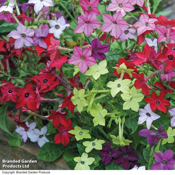 Nicotiana Mixed - Seeds (Organic)