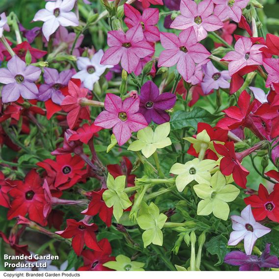 Nicotiana Mixed - Seeds (Organic)