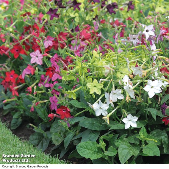 Nicotiana Mixed - Seeds (Organic)