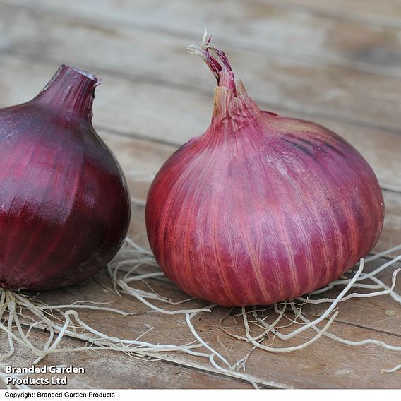 Onion 'Electric' (Autumn Planting)