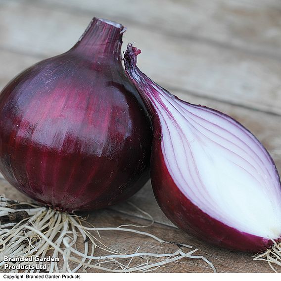 Onion 'Electric' (Autumn Planting)