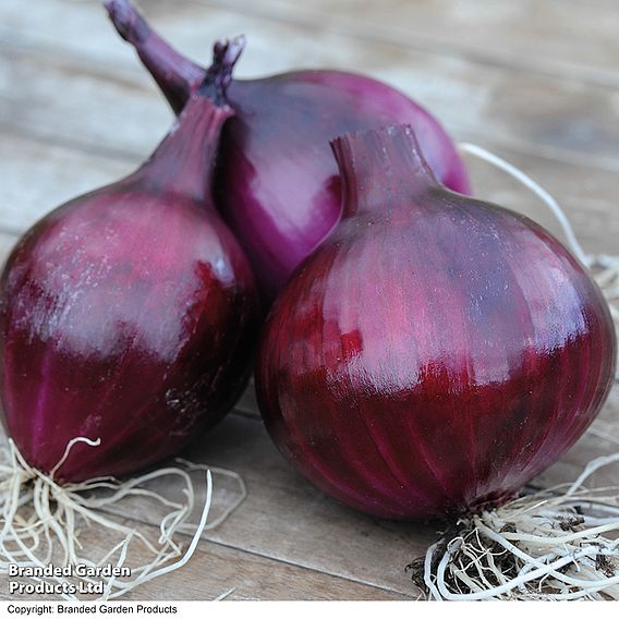 Onion 'Electric' (Autumn Planting)