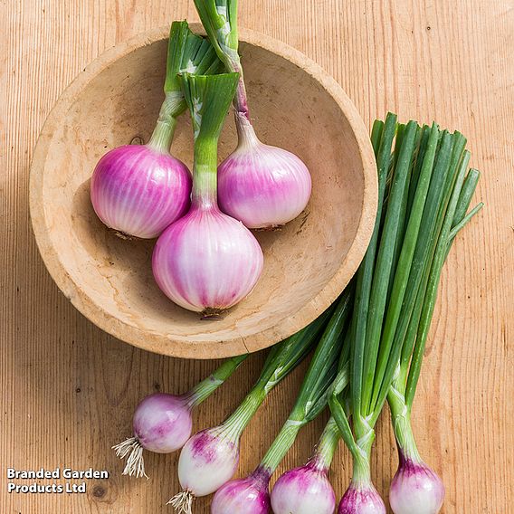 Salad Onion 'Ruby Red' - Seeds