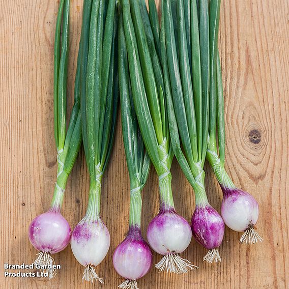 Salad Onion 'Ruby Red' - Seeds