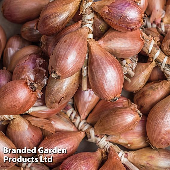 Nurseryman's Choice Shallots (Autumn)