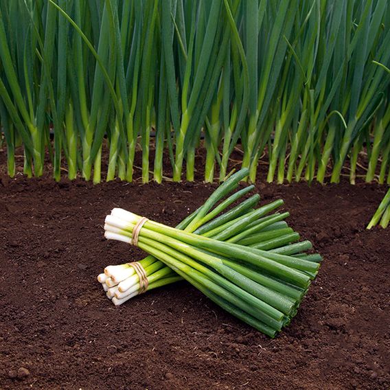 Spring Onion 'Parade' (Organic) - Seeds