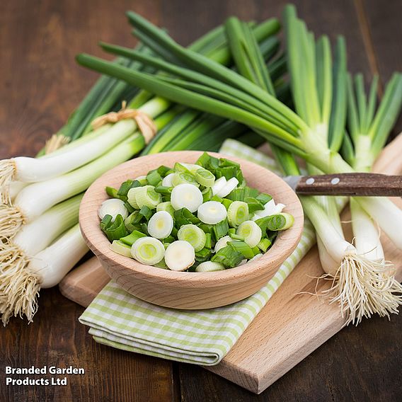 Onion 'White Lisbon Winter Hardy' - Seeds