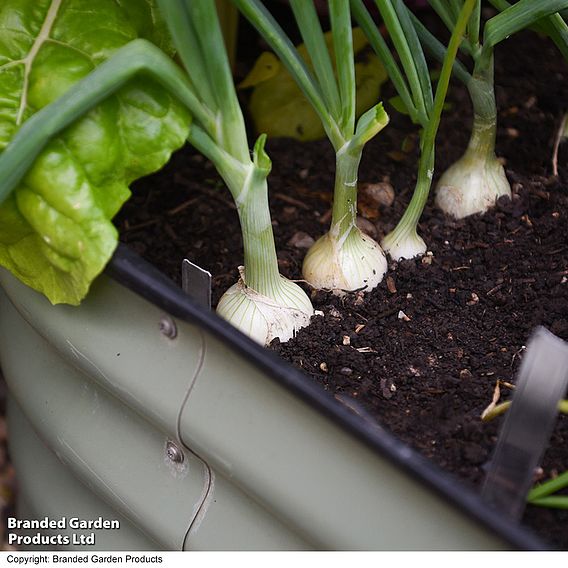 Salad Onion 'Starlight' - Seeds