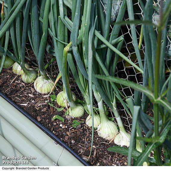 Salad Onion 'Starlight' - Seeds