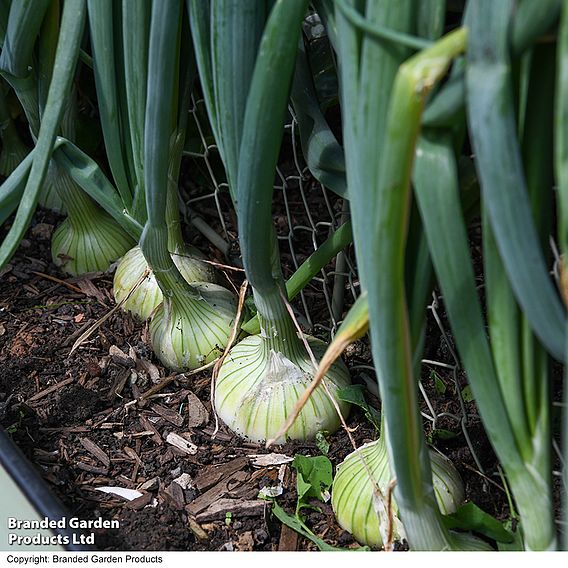 Salad Onion 'Starlight' - Seeds