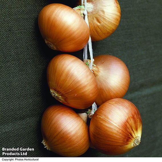 Onion 'Stuttgarter' (Organic) - Seeds