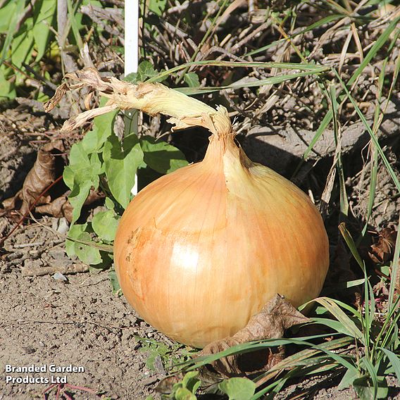 Onion 'Stuttgarter' (Organic) - Seeds