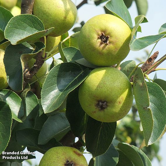 Pear 'Petite Poire'