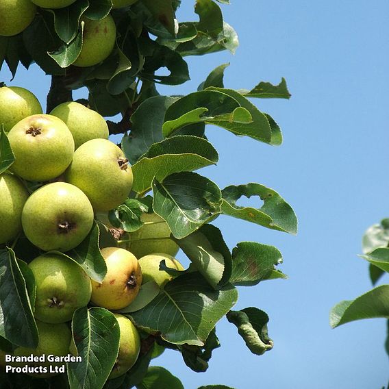 Pear 'Petite Poire'